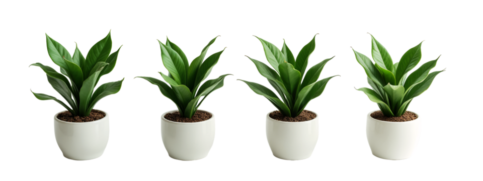 A set of four white pots with green plants in them.