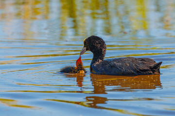 Eurasian coot - Fulica atra, feeding chick