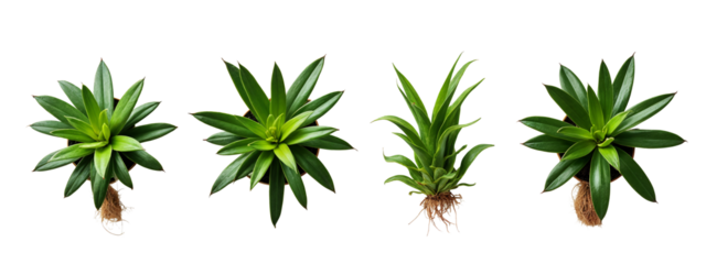 A set of four different views of a plant with green leaves.