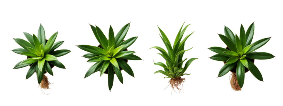 A set of four different views of a plant with green leaves.
