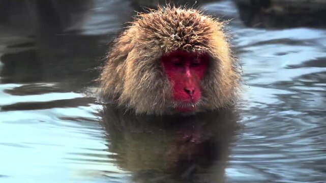 a monkey in water pool