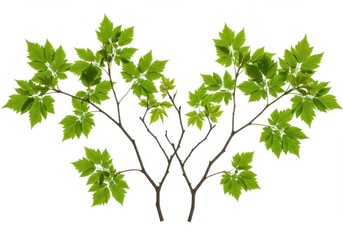 Arrangement of tree branches with vibrant foliage against a plain backdrop