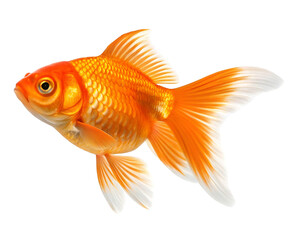 Fototapeta premium Vibrant Orange Goldfish with Flowing Fins