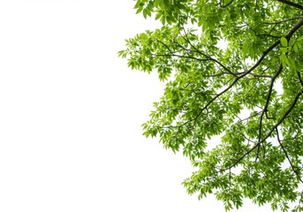 View of branches with vibrant foliage against a bright, clear, open sky area