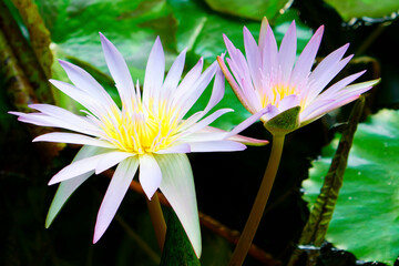 Blume