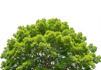 Upward view of a vibrant green tree with dense foliage against a plain backdrop