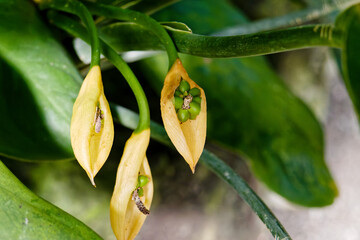 Blume