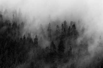 Dark Forest