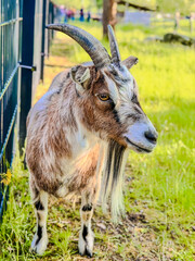 goat on the farm