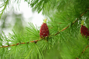 branches with young needles European larch Larix decidua. a young bump on a branch