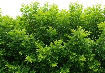 Fototapeta premium A vibrant view of a dense green shrub with detailed foliage and bright light
