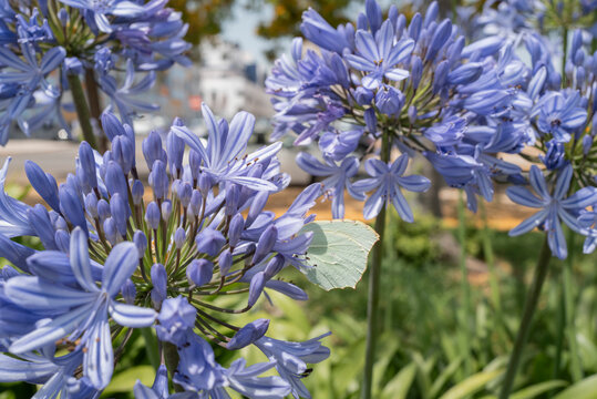 Flores moradas y mariposa verde