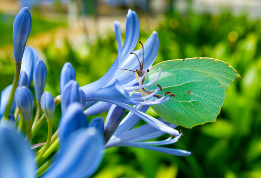 Mariposa sobre unas flores moradas