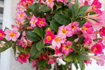 Planta de flores rosas y amarillas