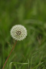 dandelion in the grass