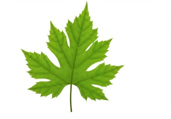A vibrant green leaf with prominent veins isolated against a white canvas