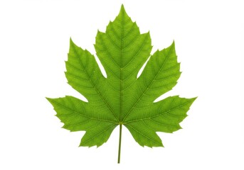 Isolated vibrant foliage showcasing detailed veins against a bright backdrop