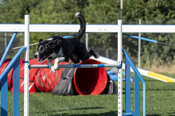 Dog performs agility course at a sunny outdoor training session in a local park