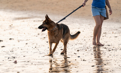 Paseando al perro por la playa