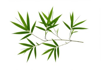 Fototapeta premium Isolated sprig of vibrant foliage against a bright, clean, plain backdrop