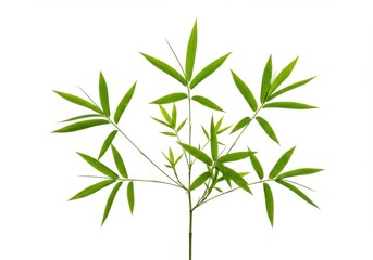 Obraz premium Isolated bamboo plant with vibrant foliage against a pristine background