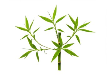 Obraz premium A vibrant green bamboo stalk with lush foliage against a clean background