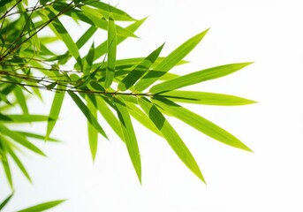 Fototapeta premium Vibrant green foliage with a bright background creating a fresh ambiance view