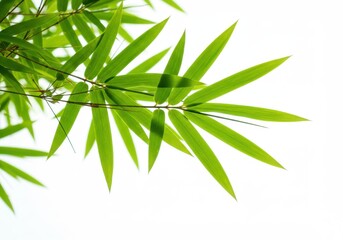 Fototapeta premium Close up view of vibrant green bamboo foliage against a bright white background