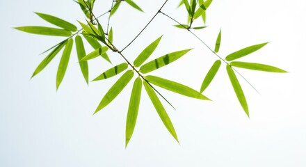 Fototapeta premium A gentle view of bamboo foliage against a clean and bright background tone