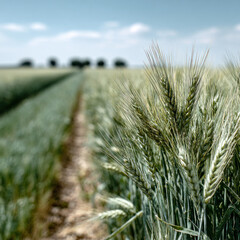Fototapeta premium Golden wheat sways gently in the breeze on a sunny day, leading towards distant trees against a blue sky