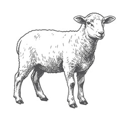 standing sheep in sketch style. Wool, lamb symbol. Farm animal vintage vector illustration