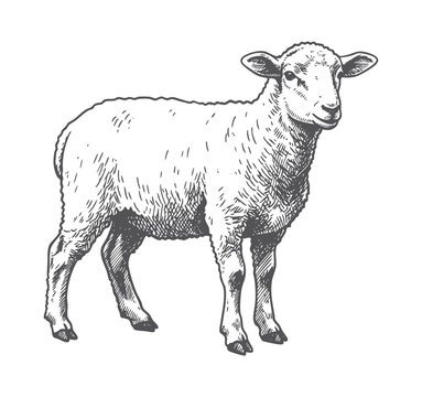 standing sheep in sketch style. Wool, lamb symbol. Farm animal vintage vector illustration