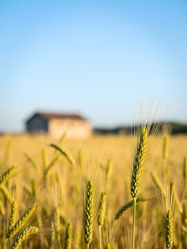 Wheat Field with Building in Background Under Blue Sky Scenery
