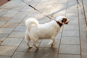 White Dog Walking Happily on Leash in Urban Setting