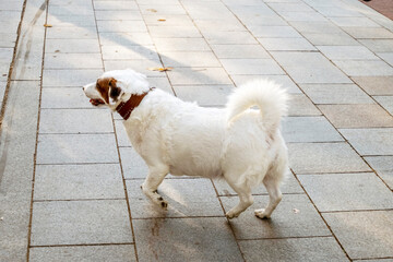 White dog on a leash walks energetically on a city sidewalk. The pet appears content, with a fluffy...