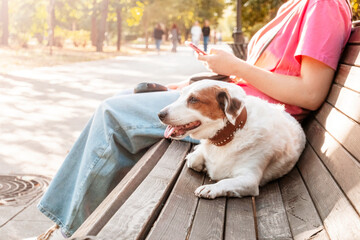 Relaxed Dog with Owner Using Phone on Park Bench