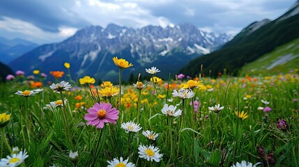 Beautiful Alpine Flowers in the Mountains