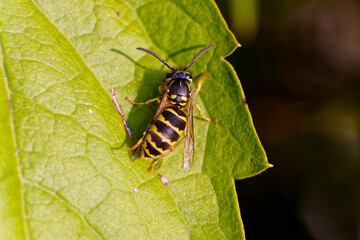 Wespe