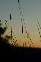 reeds at sunset