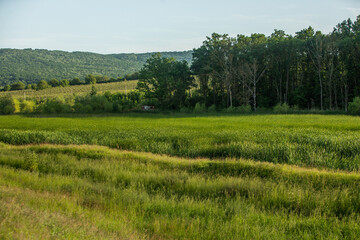 Obraz premium landscape with beautiful and green nature in the Republic of Moldova. Amazing green in the villages of Moldova. Summer the most beautiful season.