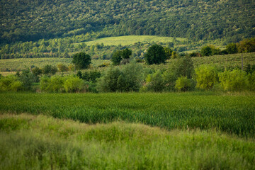 landscape with beautiful and green nature in the Republic of Moldova. Amazing green in the villages of Moldova. Summer the most beautiful season.