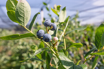 Ripe blueberries growing on bush in orchard under netting