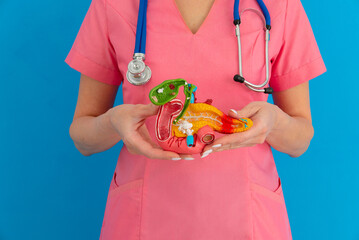 Doctor hold in hands anatomical model human pancreas closeup