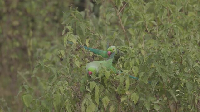A Green parrot with red beak, black eyes with red circle around them, Side view of Rose-ringed parakeet, Psittacula krameri. Safari in Asia. 120 fps ProRes 422 10 bit C-LOG video