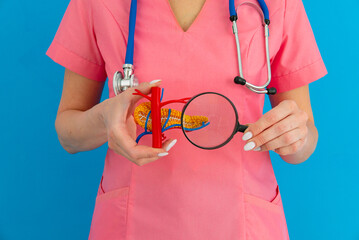Female doctor showing a anatomical model of pancreas using magnifying glass. Early diagnosis and treatment.