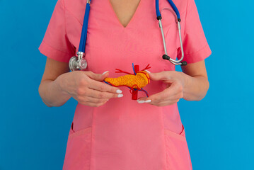 Doctor hold in hands anatomical model human pancreas closeup