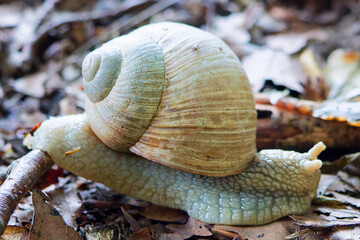 Weinbergschnecke