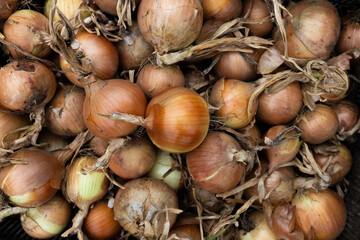 Fresh Harvested Onions with Roots and Skins