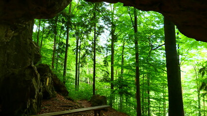 Blick aus der Grotte in den Wald, Bucklige Welt, Niederösterreich 
