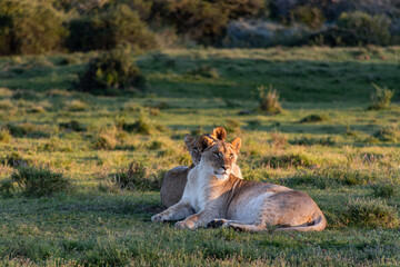 mother and daughter lion